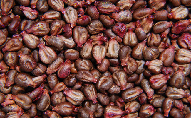 葡萄籽粉一天吃多少合適